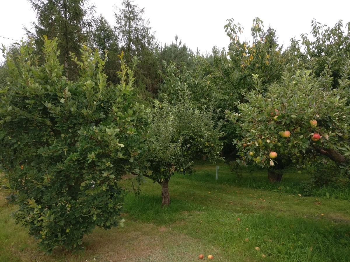 Agroturystyka Pod Czarna Sosna Bialy Lug Eksteriør billede